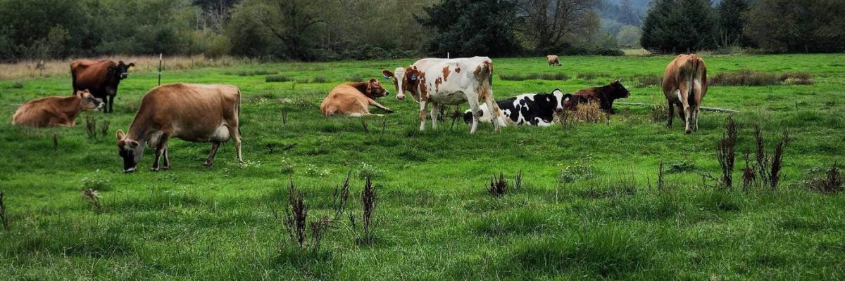 Cattle grazing together in a green pasture