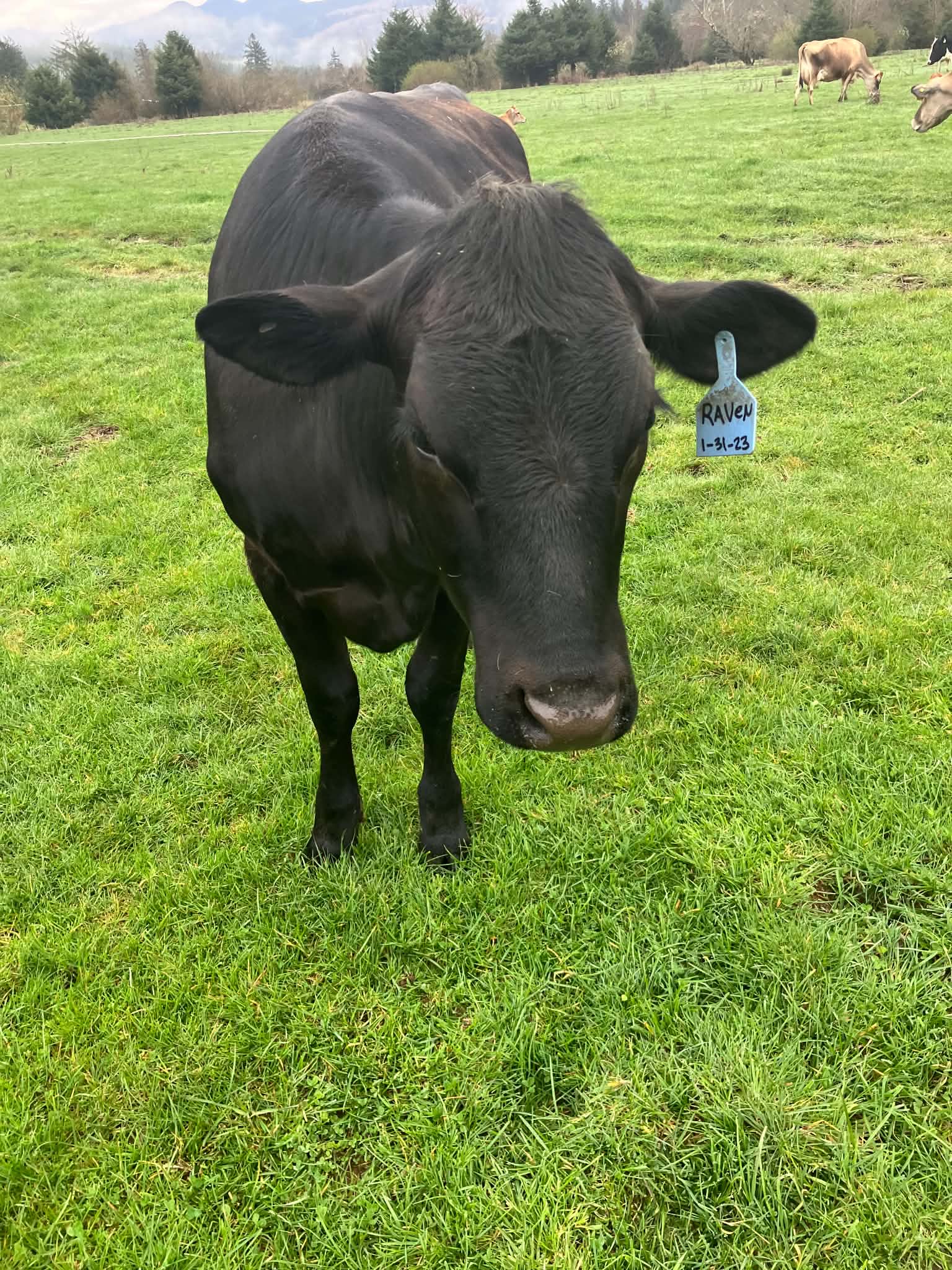 A black cow standing in the pasture